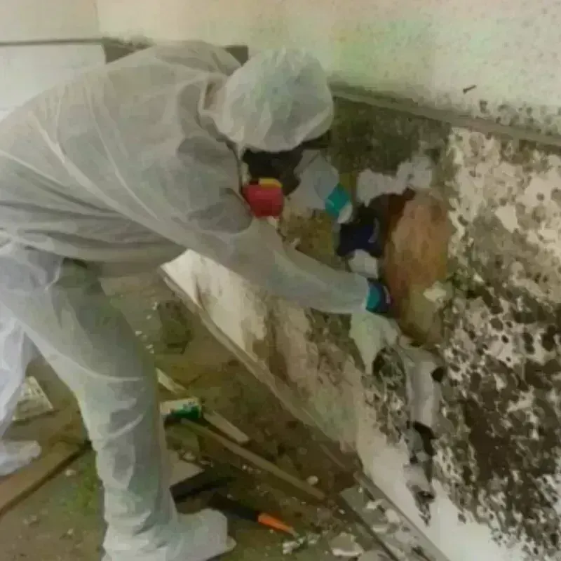 Mold Remediation and Removal in Holmes County, FL